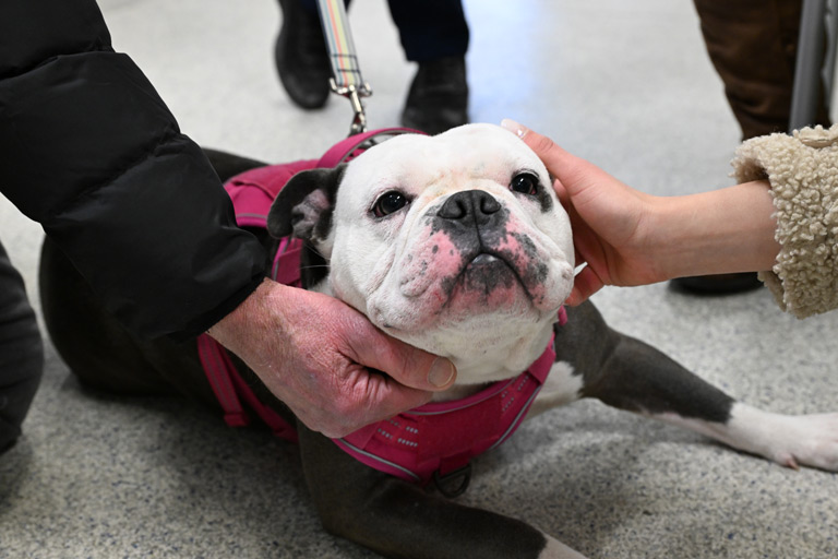 PrimoHoagies Sponsors Large Dog Adoptions at Homeward Bound